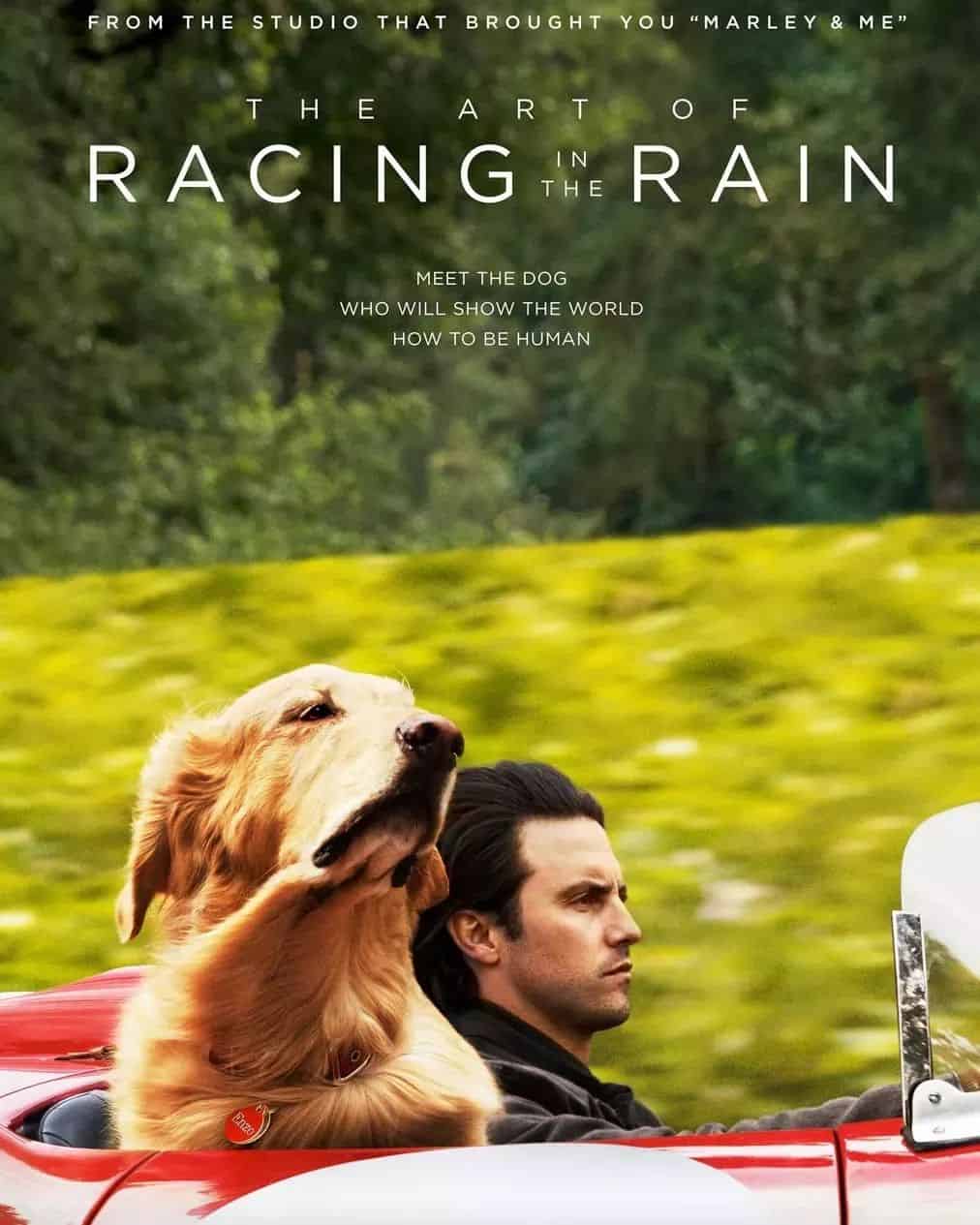 The Art Of Racing In The Rain