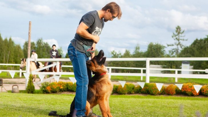The Basics On How To Train An Overprotective Dog