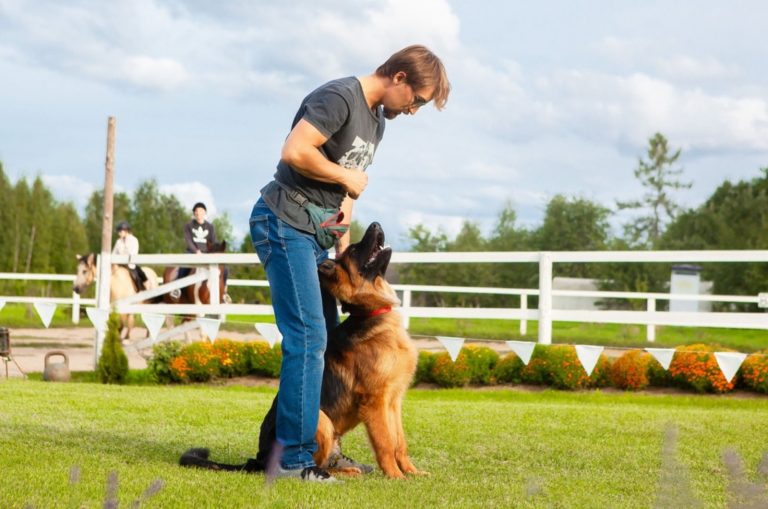 german shepherd standing between owner's legs