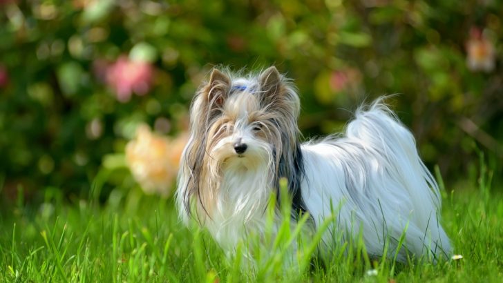 The Biewer Terrier Growth Chart – How Big Can Tiny Pups Get?