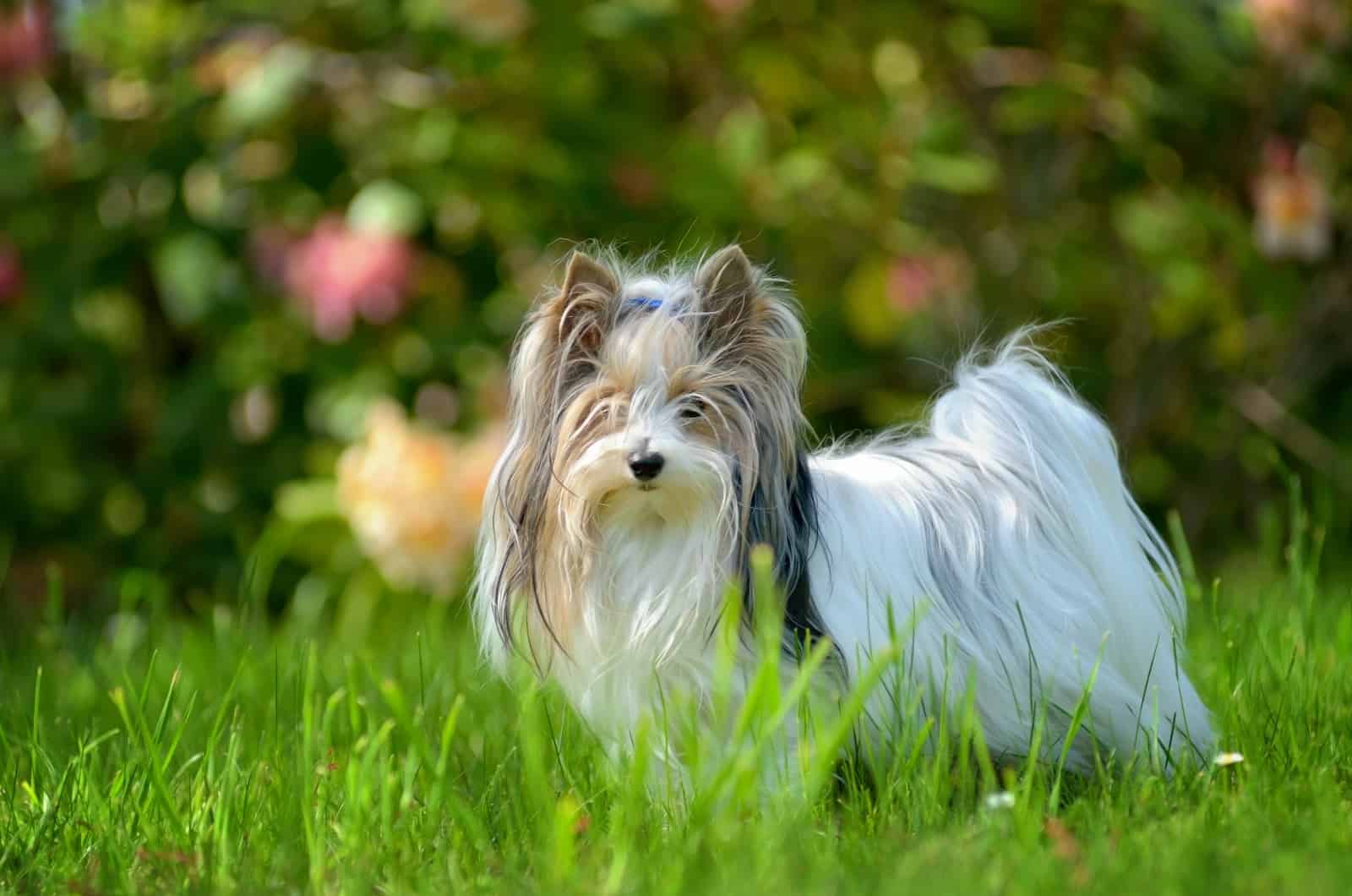 Biewer Terrier standing on grass