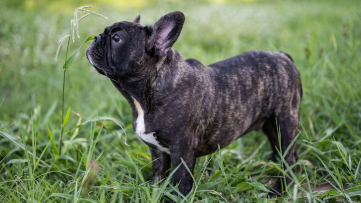 The Brindle French Bulldog Is Fit For Vogue