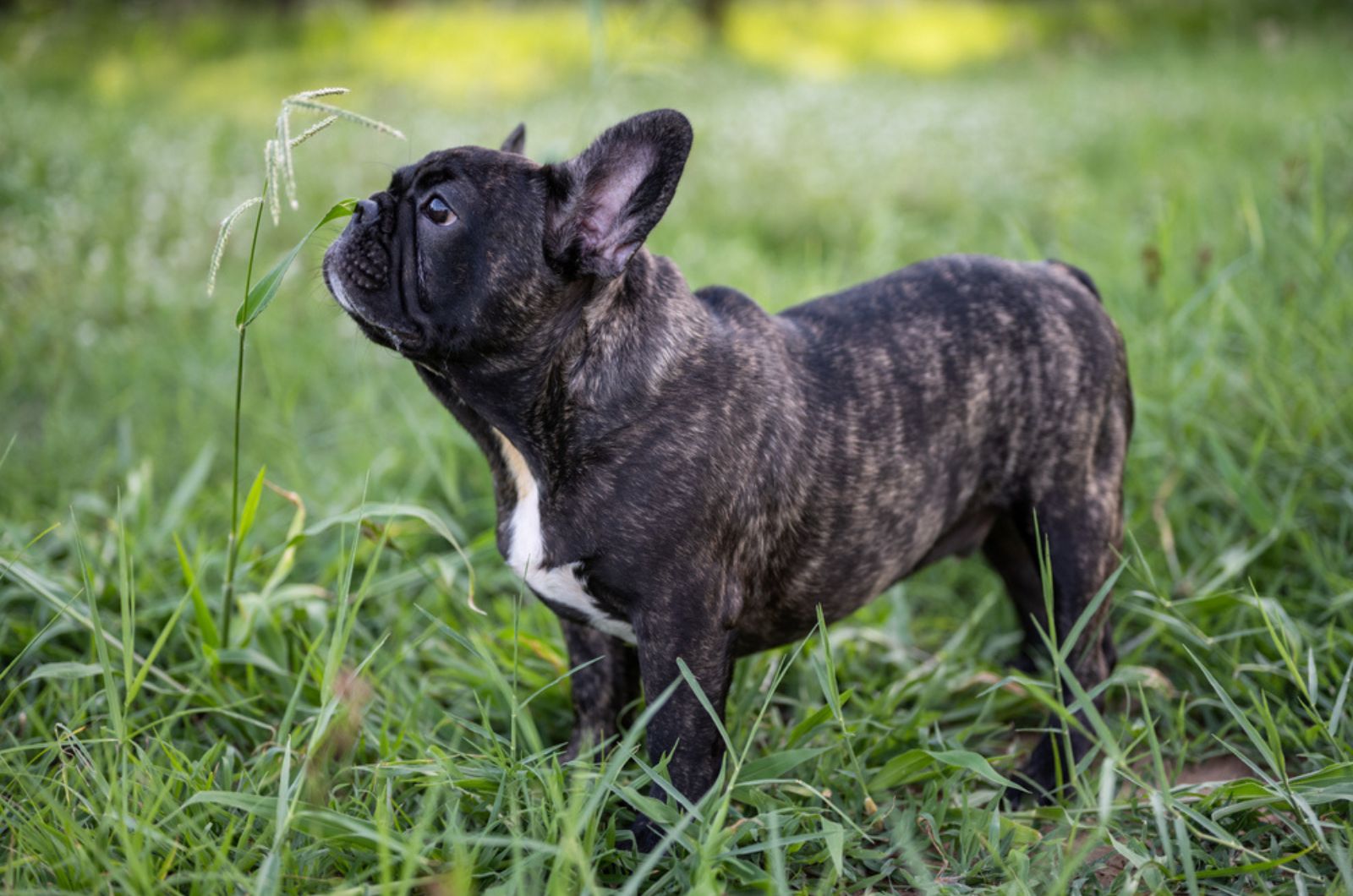 brindle french bulldog puppy standing in the grass