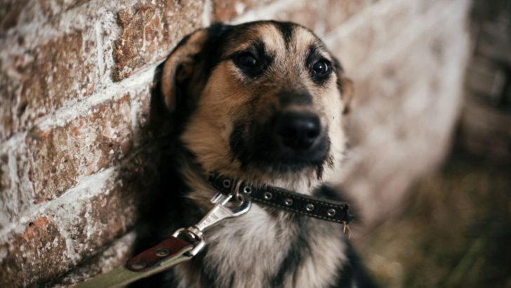 The GSD Daisy Was Scared Of Everything When We First Met Her