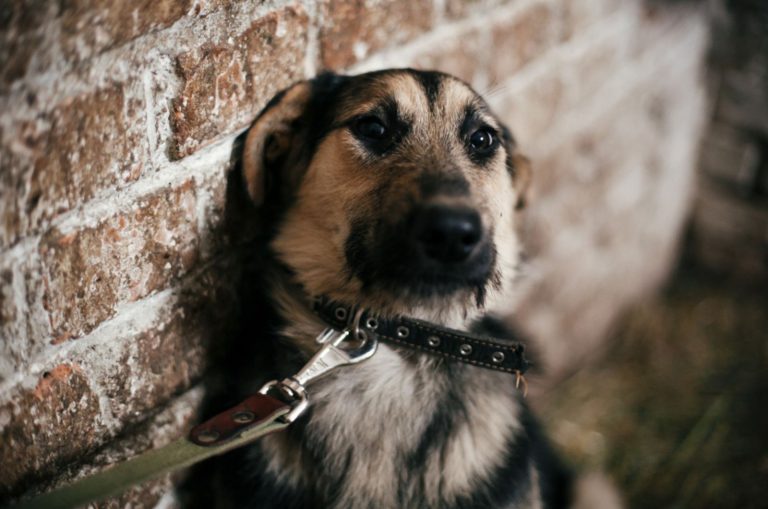 scared german shepherd dog