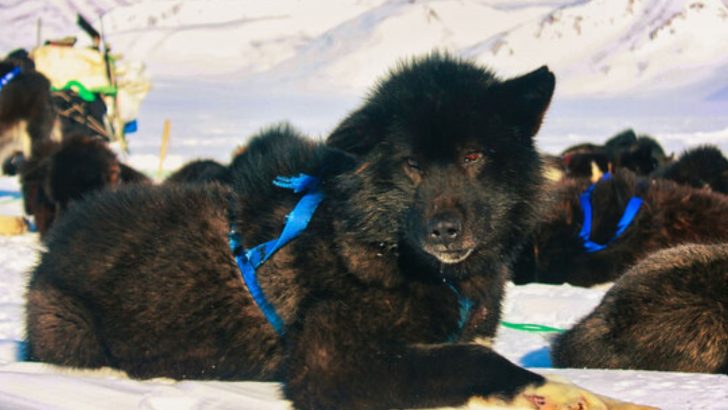 The Inspiring Story Of A Sakhalin Husky And Heroic Expedition