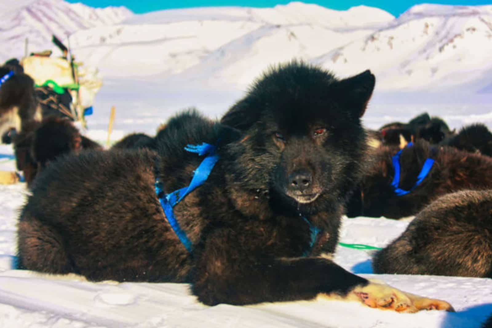 Sakhalin Husky lies on the snow
