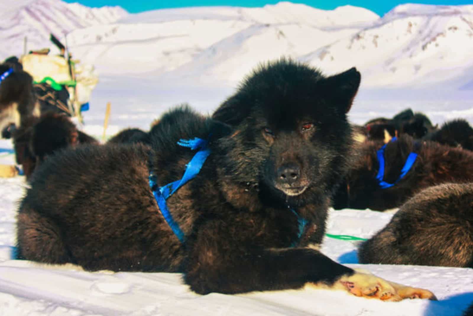 The Inspiring Story Of A Sakhalin Husky And Heroic Expedition