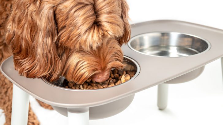 The Labradoodle Feeding Chart And Healthy Diet Guide