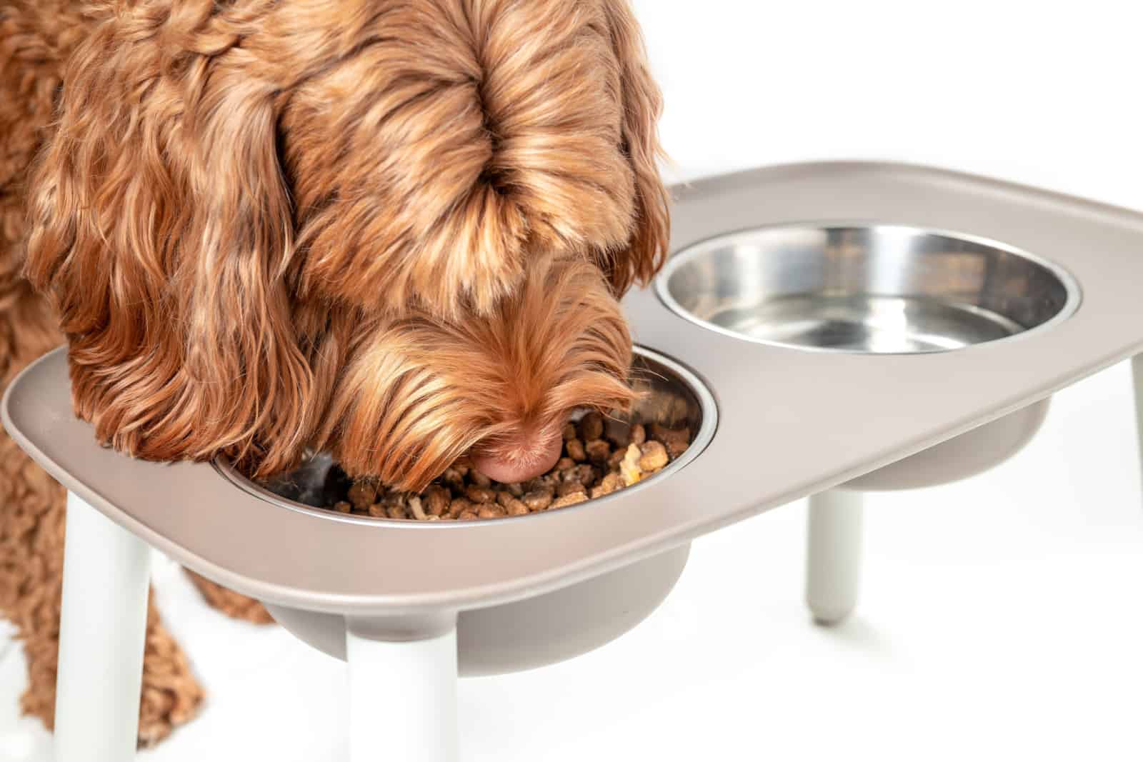 red labradoodle eating dog food