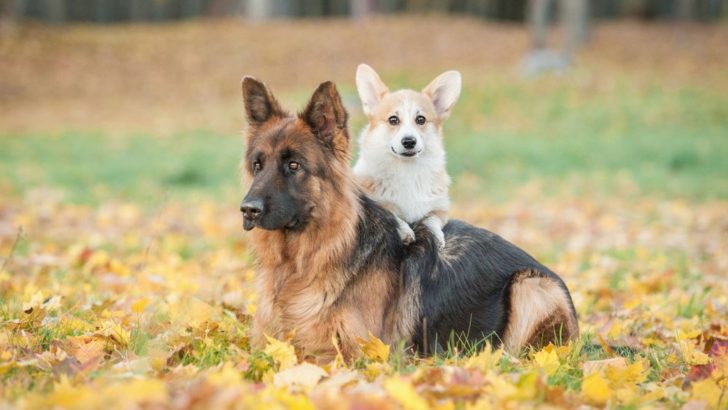 The Prime List Of The Best Companion Dogs For A German Shepherd
