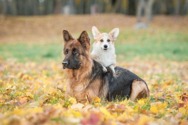 Pembroke welsh corgi puppy with german shepherd dog in autumn