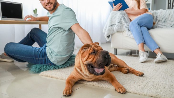 13 Dog Breeds That Don’t Like Showing Affection At All