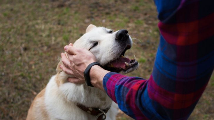 The Real Truth On The Question Do Dogs Like Being Pet