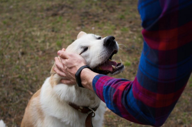 akita inu dog is being petted by a man