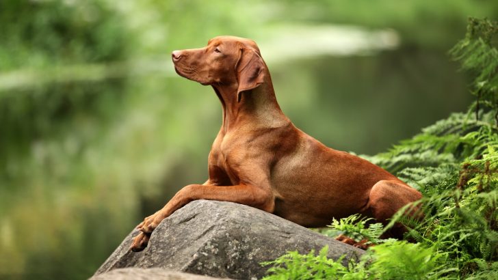 The Vizsla Feeding Chart: How Much Should A Dog Eat Daily