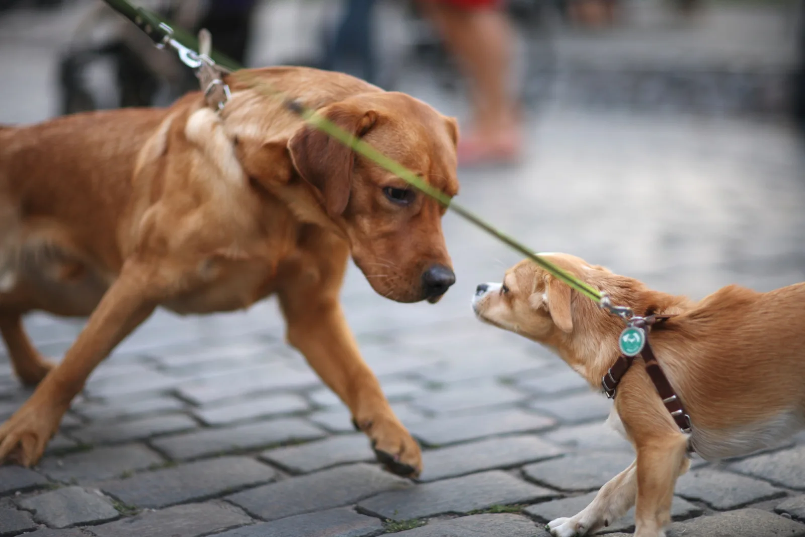 The meeting of two dogs with the leash on the street