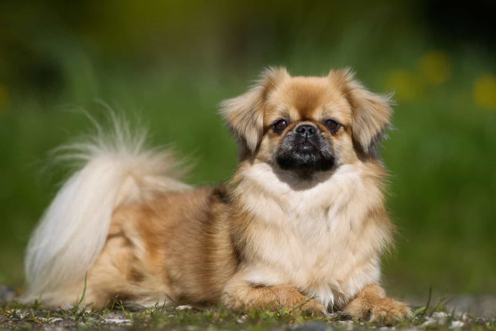 Tibetan Spaniel is lying down and resting