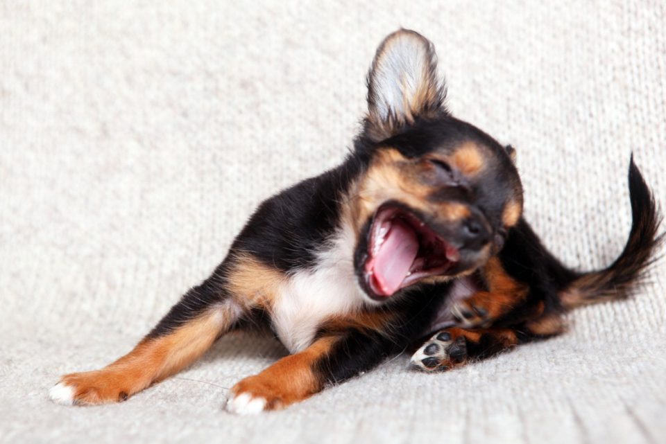 Why Does My Chihuahua Make Weird Noises? 11 Possible Reasons