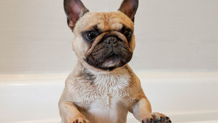 Tips On How To Clean French Bulldog Wrinkles Correctly 