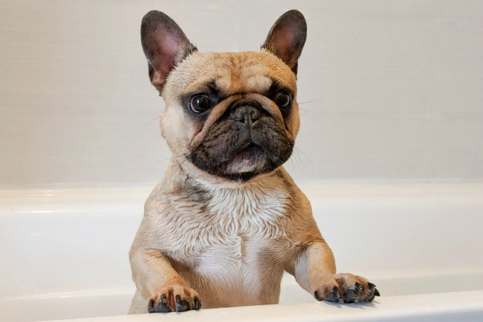 french bulldog standing in a bathtube