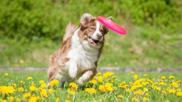 Top 10 Best Toys For Australian Shepherds And Fun Playtime