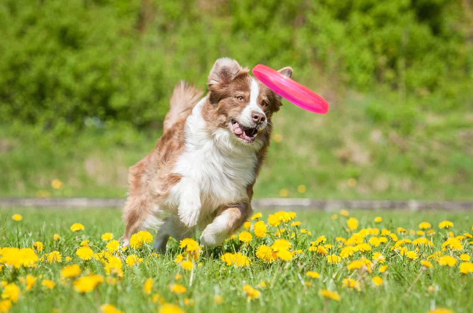 Australian Shepherd playing with toy outside