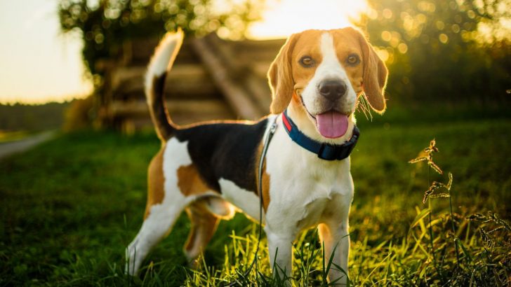 Top 25 Cutest Dog Breeds That Ever Existed