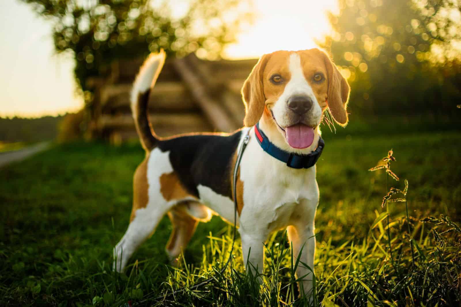 Beagle stands in field with tongue out
