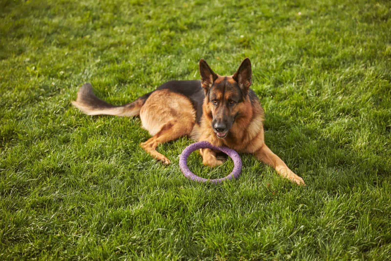 Top view of dog with toy lying on the grass in the park