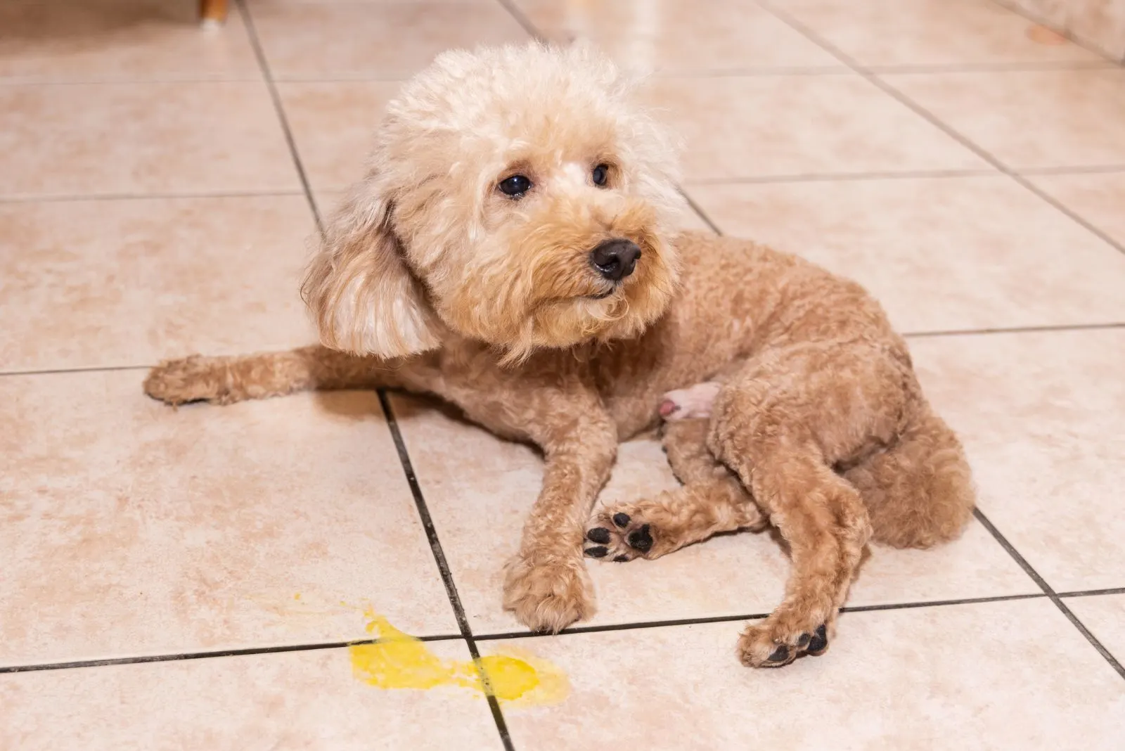 Toy poodle dog vomits yellow substance