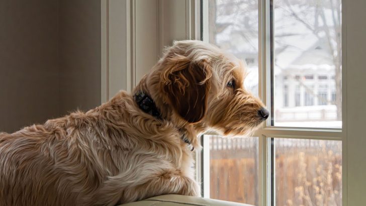 Tricky Question: How Long Can Goldendoodles Be Left Alone?