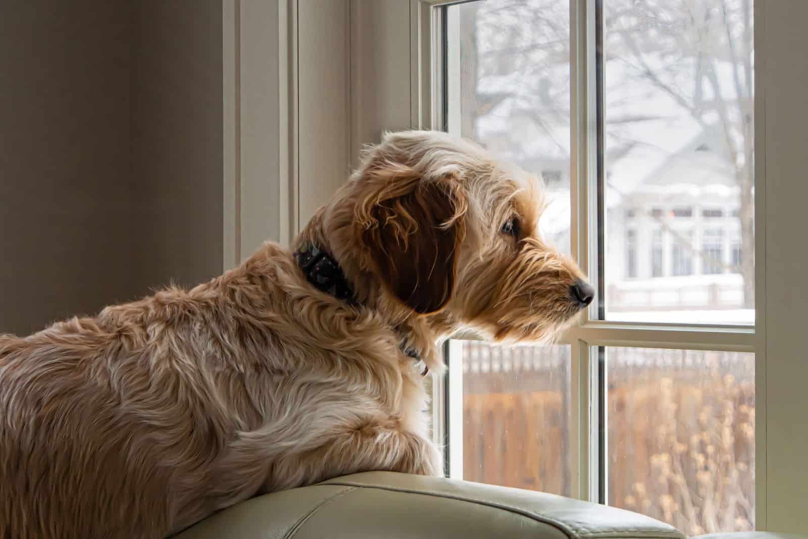 Young Goldendoodle dog waits at the window on a snowy winter day