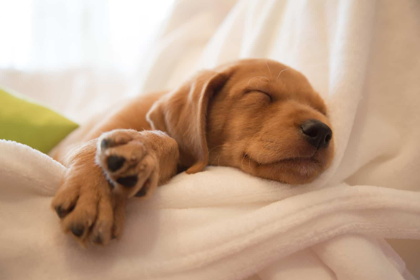 Two months old vizsla mix puppy sleeping on white sheets