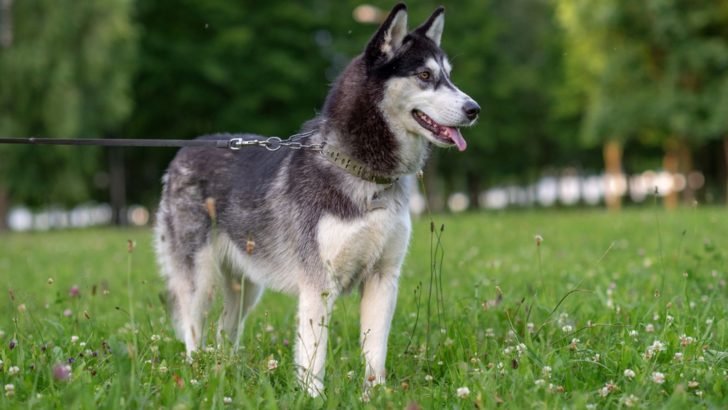Ugh, 11 Reasons Why Huskies Are The Worst Dogs