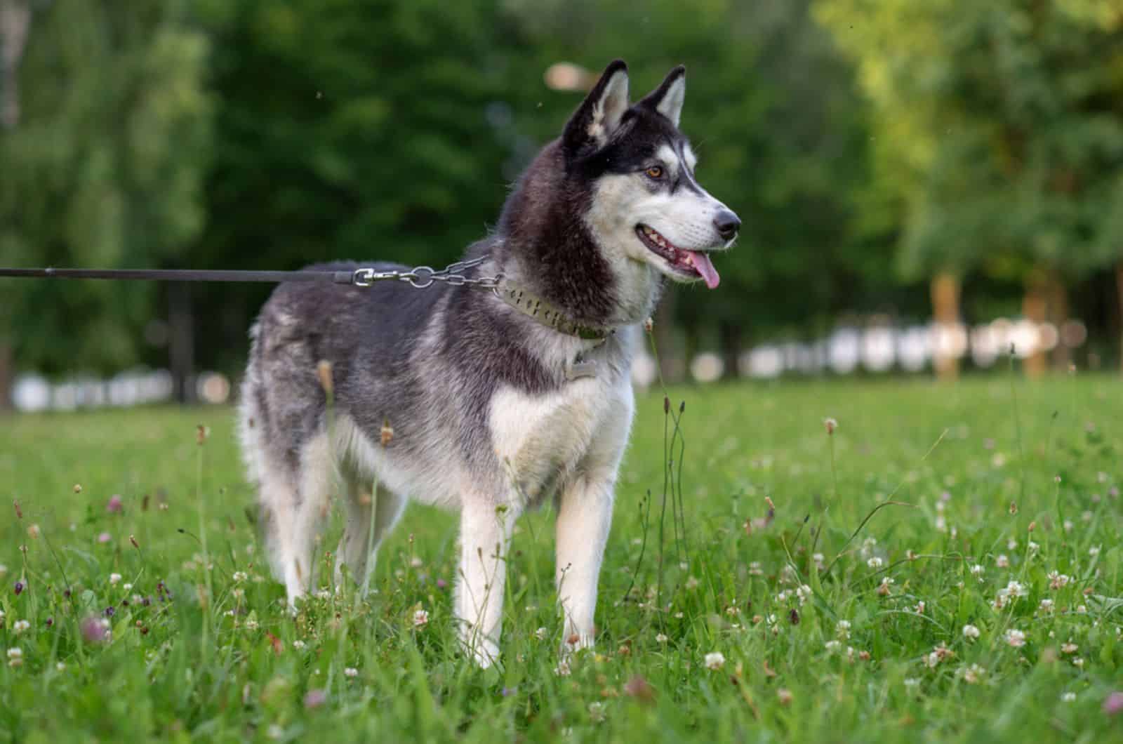 husky dog in the park