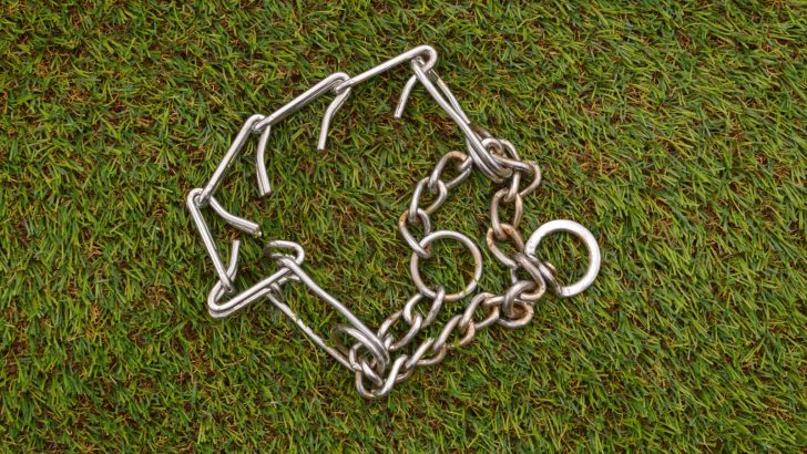 Use Of Fur Saver VS Prong Collar In Corrective Training