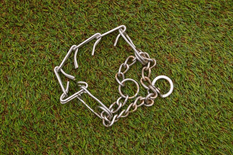 Close up of used prong dog collar on green turf grass outdoors