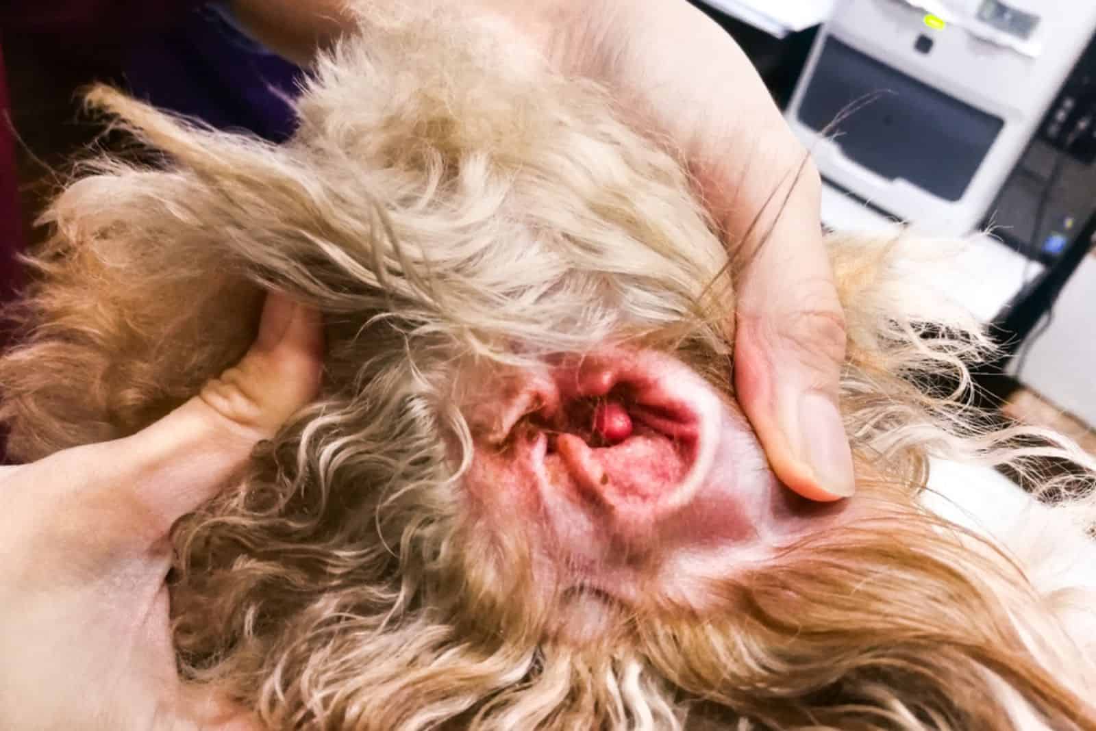 Vet examining inflammed ear infection of pet dog in clinic
