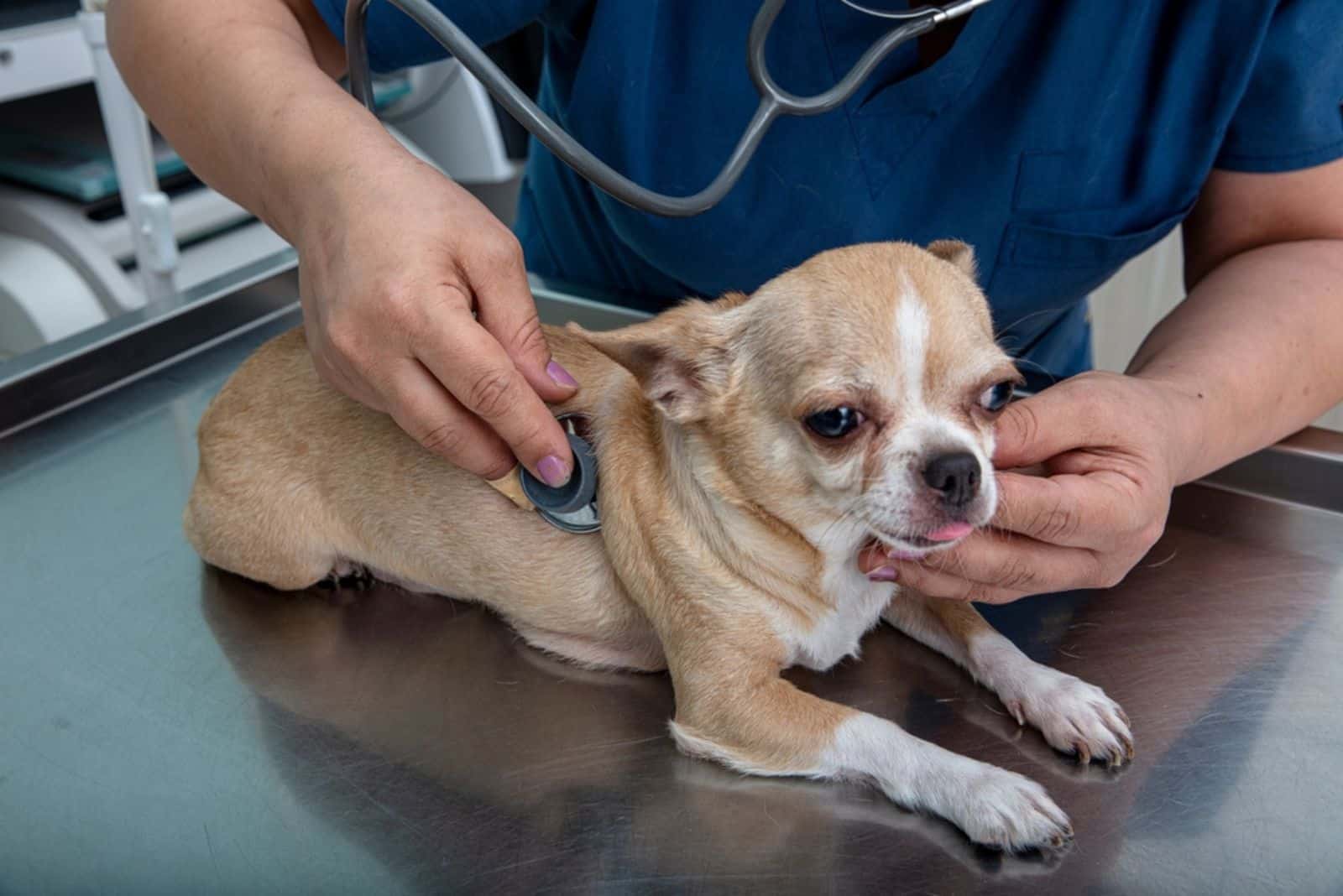 Veterinarian examines chihuahua dog