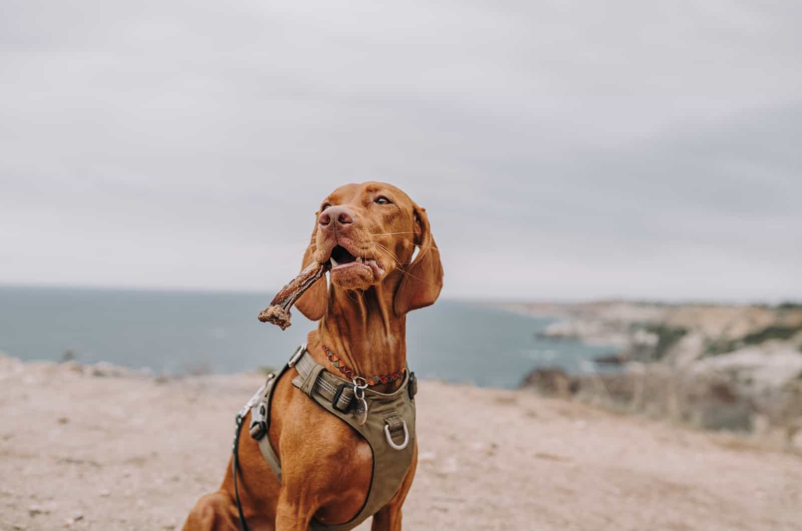 Vizsla eating on beach