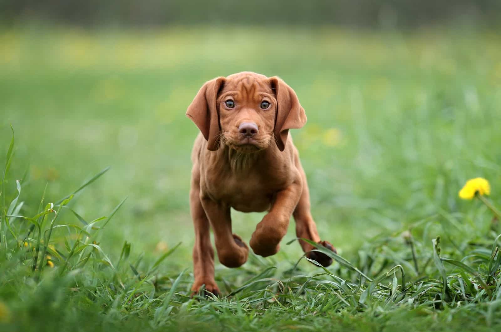 Vizsla puppy running on grass