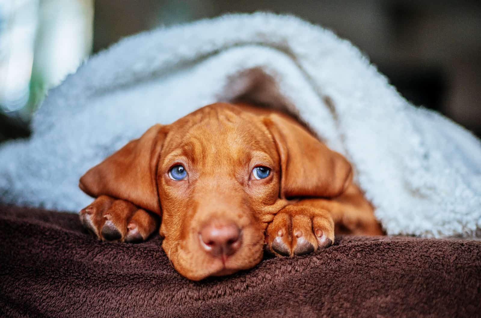 Vizsla puppy