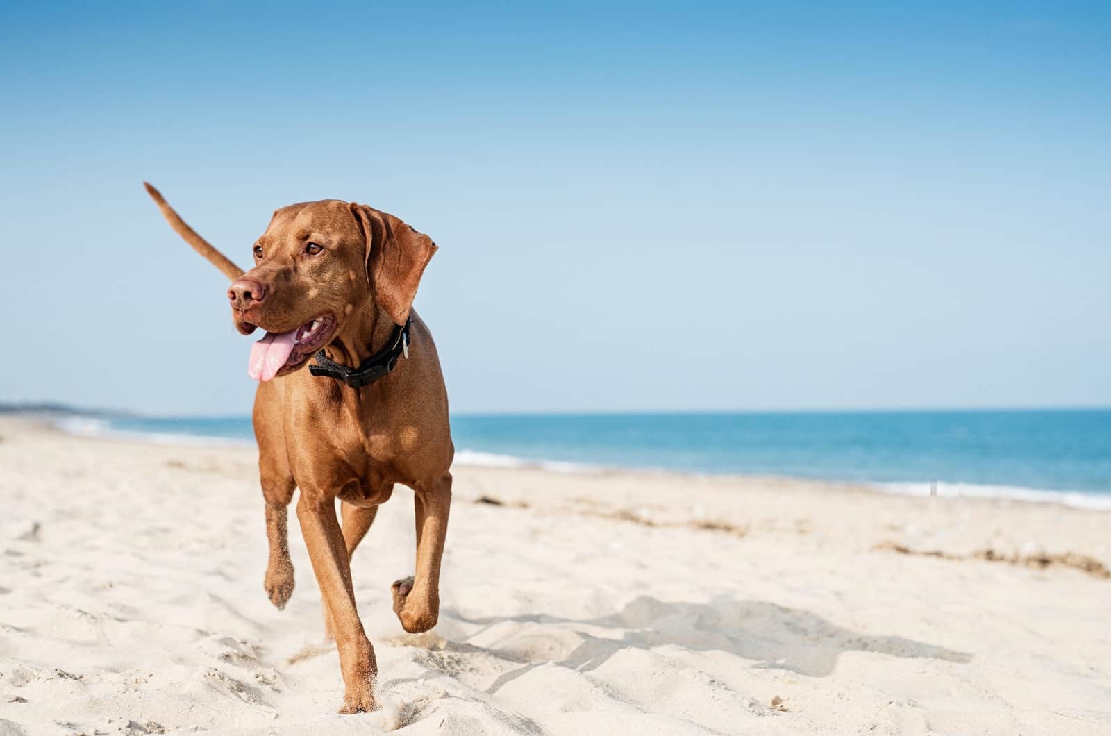 Vizsla running on beach