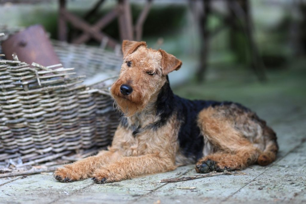 Welsh Terrier dog sitting outdoor