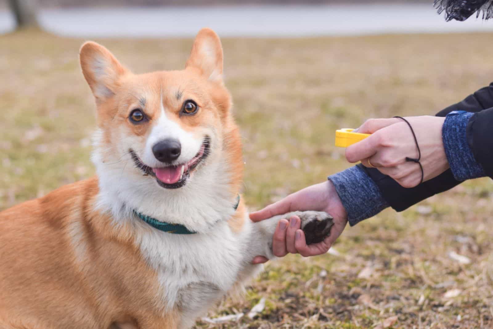 Welsh corgi pembroke dog giving a paw during positive clicker training