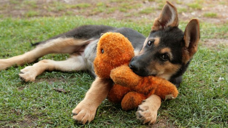 What Things German Shepherds Love? These Are Its 6 Favorites