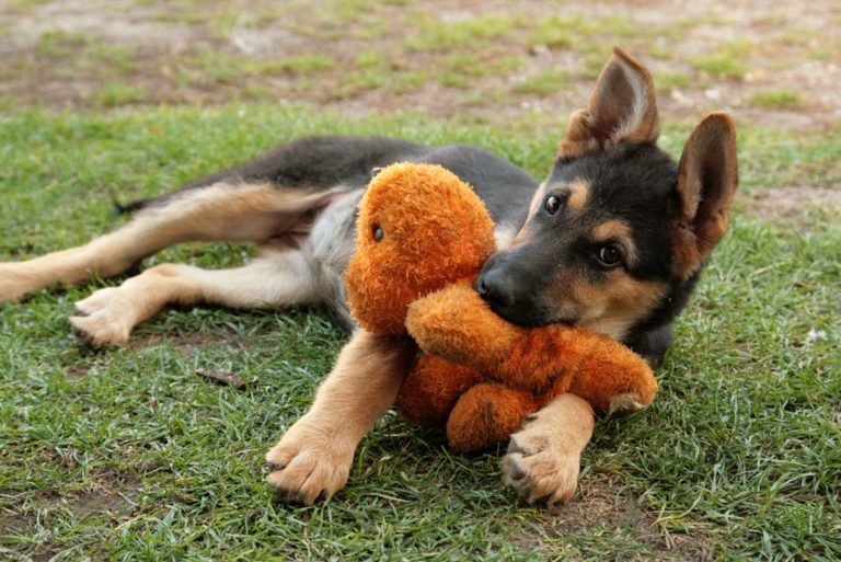 cute german shepherd puppy laying with his toy