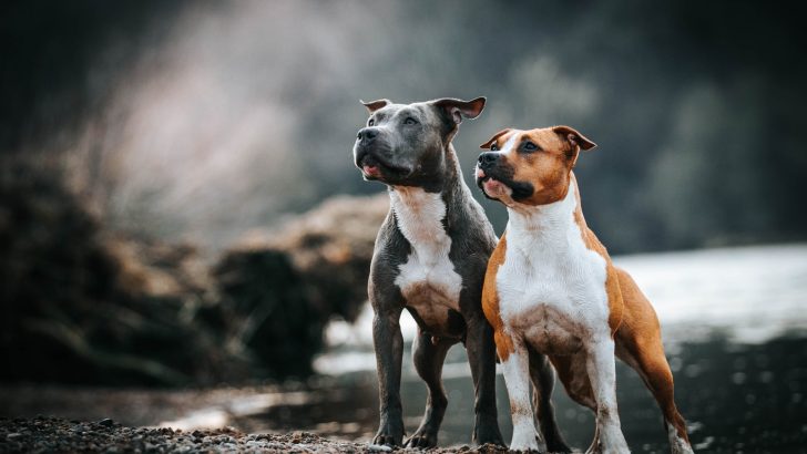 What Were Pit Bulls Bred For? Revealing The Dark Secrets