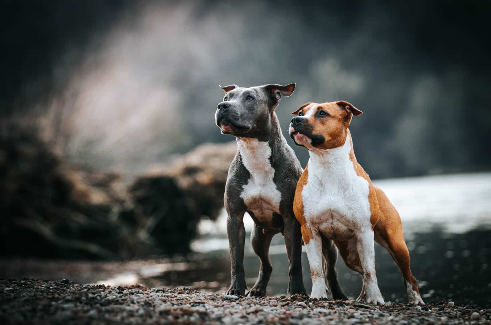 Pit Bulls standing outside